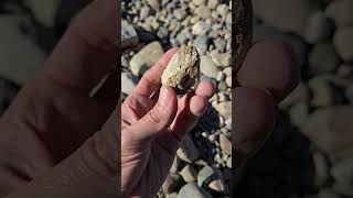 A Cool Pair Of Horn Coral riverrocks rockhounding fossils rugosa hiddenfaces [upl. by Nylirret]