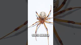 Latrodectus Geometricus  The Brown widow spider animals poisonousanimals spiders [upl. by Siednarb613]