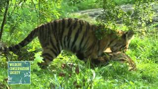 Bronx Zoo Tiger Cubs Pounce and Play [upl. by Ococ283]