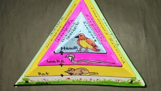 tlm science project ecological pyramid trophic levels science model tlm for class 6 to 8 [upl. by Itsirhc]