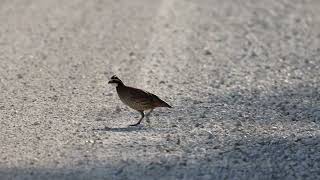 A pair of Northern Bobwhite part 3 [upl. by Neerehs571]