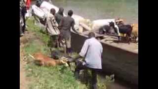 Animal Market  Kibuye Rwanda [upl. by Nnylaf750]