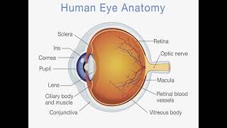 Chapter 15 Disorders of the Eyes Ears and Other Sensory Organs revised 1 [upl. by Noved]