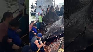 Giant Sea Monsters Caught by Fishermen 🐙🎣GiantSeaCreatures FishingDiscoveries OceanMysteries [upl. by Raquela]