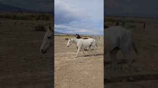 Horsing Around in Colorado [upl. by Charbonneau386]