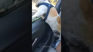 Why Do Dogs Pee On Cars [upl. by Haldeman7]