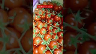 Tomato cherry bunch gardenvegetables plants agriculture viralvideo youtubeshort 🍅🍅🍅 [upl. by Addia]