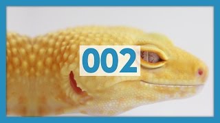 5 Care Tips for Leopard Geckos [upl. by Morena]