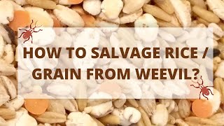 How To Remove Weevils From RiceGrain How To Get Rid Weevils Without Chemical [upl. by Adnarim839]