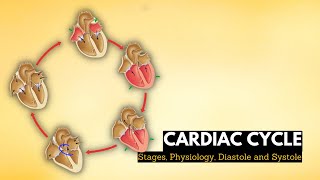 Cardiac cycle stages physiology Diastole and systole in the cardiac cycle [upl. by Leirua]