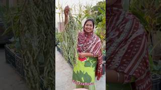 How to Store Curry Leaves Karri Patta for Lasting Full of Flavor curryleaves organicfarming [upl. by Euginimod328]