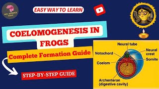 Coelomogenesis in Frogs Complete Guide to Coelom Formation Explained🌬️ BioScience Guide📚 [upl. by Moses]