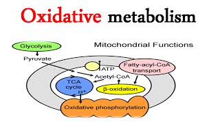 Overview of oxidative fuel metabolism [upl. by Teews969]