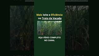 Trato forragemmanejo agro gado agriculturasustentável fazenda gadoleiteiro pecuarialeiteira [upl. by Evin559]