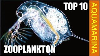 Top 10 types of zooplankton  zooplankton varieties [upl. by Luapnaes564]