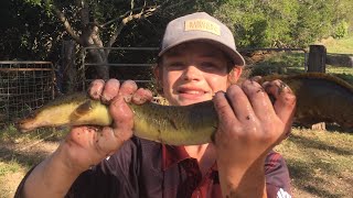 Fishing nsw nsw australia fishing eel eelfishing hopefullywegetthatjack [upl. by Jempty827]