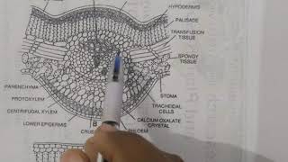 leaflet of Cycas Anatomy And Xerophytic characters For BSc students [upl. by Ayotahs]