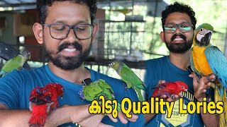 Premium Quality Lory Birds [upl. by Pacificia463]