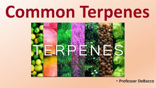 Common Terpenes [upl. by Ballard467]