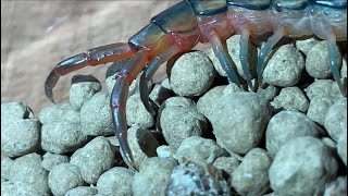 Egyptian jewel centipede feeding house cricket [upl. by Limann776]