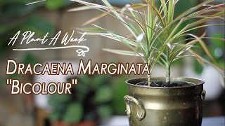 Dracaena marginata quotBicolourquot Care  A Plant A Week [upl. by Annayek]