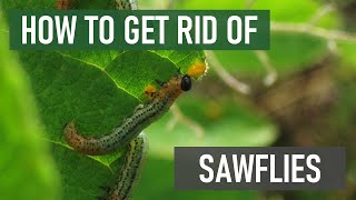 How to Get Rid of Sawflies 4 Easy Steps [upl. by Rabin]