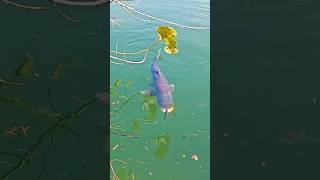 ছিপ দিয়ে মাছ ধরার দিন শেষ।। The days of spring fishing are over shorts youtubeshorts fishing [upl. by Eleumas]