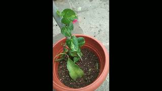 Money plant kannadakarnataka [upl. by Durwyn936]