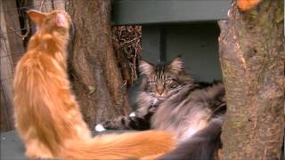 Catio  Maine Coon fun [upl. by Ariajay33]