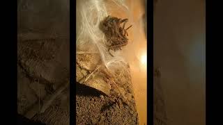 GBB tarantula molt timelapse [upl. by Fawcette]