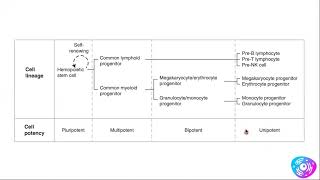 Histología Hematopoyesis parte 1 [upl. by Felipa]