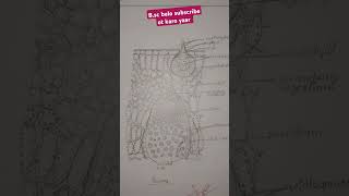 Bsc 1st semester diagram of puccinia in botany  please  like  subscribe  share [upl. by Celeski]