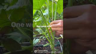 String trellising vining summer squash [upl. by Anailil239]