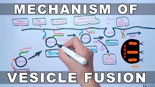 Mechanism of Vesicle Docking and Fusion [upl. by Ferullo]