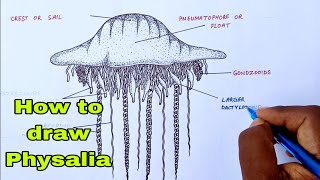 How to draw Physaliaphysaliadiagrambiologydrawingphysaliadrawing [upl. by Ibrab52]