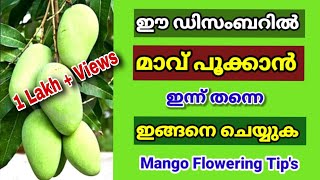 പൂക്കാതെ നിൽക്കുന്ന മാവിന് ഇപ്പോൾ ഇങ്ങനെ ചെയൂ  Mango Flowering Tips [upl. by Verla]