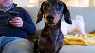 WHAT TO KNOW BEFORE SLEEPING WITH A MINI DACHSHUND [upl. by June]