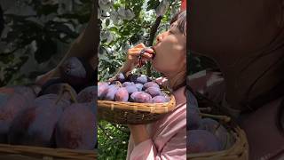 Wenchuan Alpine Prunes quotBenefits of Eating Prunesquot The taste is very good Close your eyes eat it [upl. by Ahseiyn136]