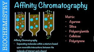 Affinity Chromatography  Biochemistry [upl. by Vogele]