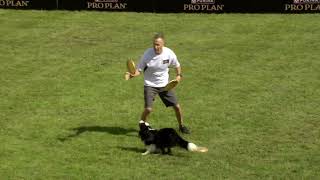 Dog Sports Flying Disc Competition for Active Dogs [upl. by Arlana]