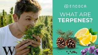 What Are Terpenes And What Do Terpenes Do Endoca© [upl. by Farmelo]