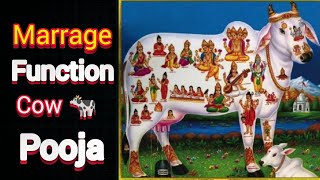 marrage function in cow pooja 🐮🐂🐮 [upl. by Rape]