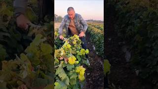 Two steps to accelerate lignification of grape seedlings farming grape [upl. by Cyn]