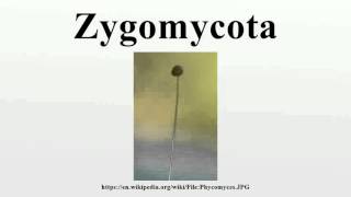 Zygomycota [upl. by Lazarus]