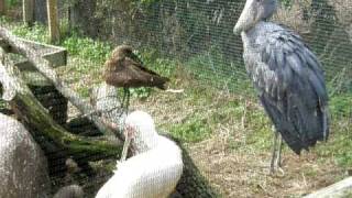 Shoebill stork Tampas Lowry Park Zoo Florida [upl. by Sirdna]