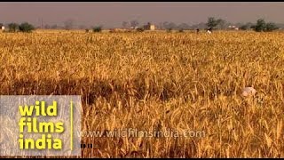 Wheat cultivation in India [upl. by Nahtanha]