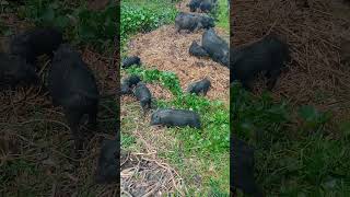 village pigs hog boarfunny pig pigs facts [upl. by Melburn176]