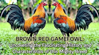 BROWN RED GAMEFOWL Uncovering the Fascinating History and Characteristics of this Mighty Breed [upl. by Yduj352]