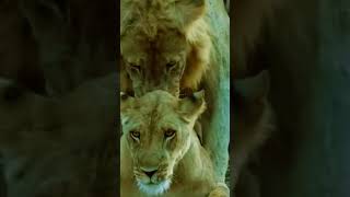 Lions Powerful Roar Natures Symphony [upl. by Mac]