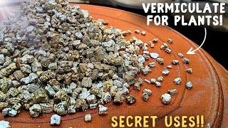 How To CORRECTLY Use Vermiculite For Plants 5SECRET Benefits [upl. by Funch276]